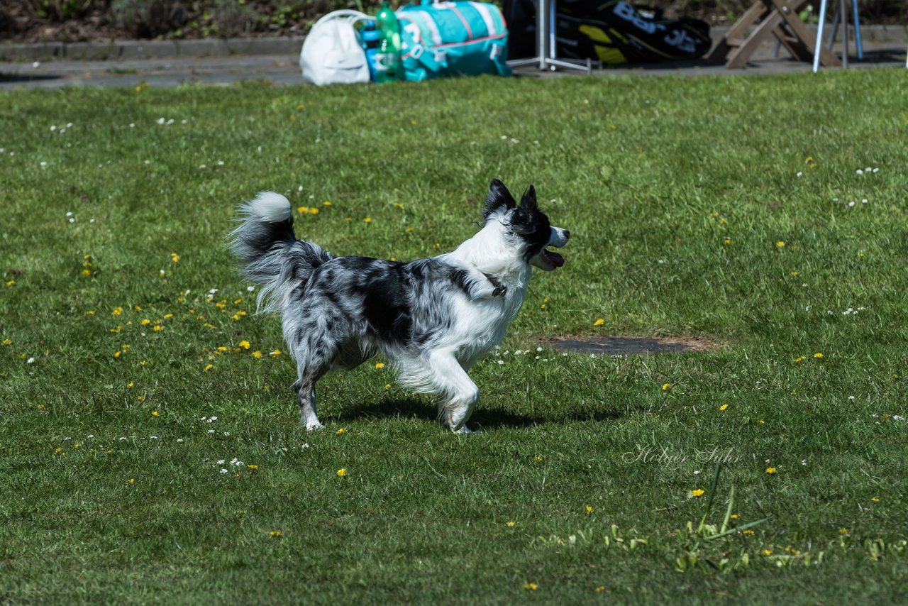 Bild 282 - VL Marienthaler THC - THC von Horn und Hamm